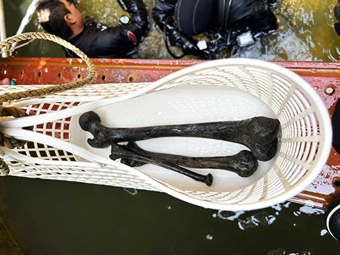 Remains recovered from the Chosei coal mine: femur, humerus, radius