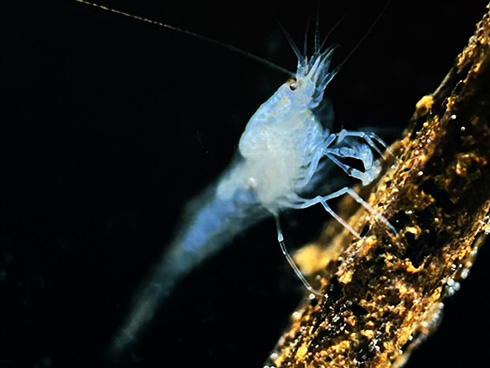 新種のヨコエビ