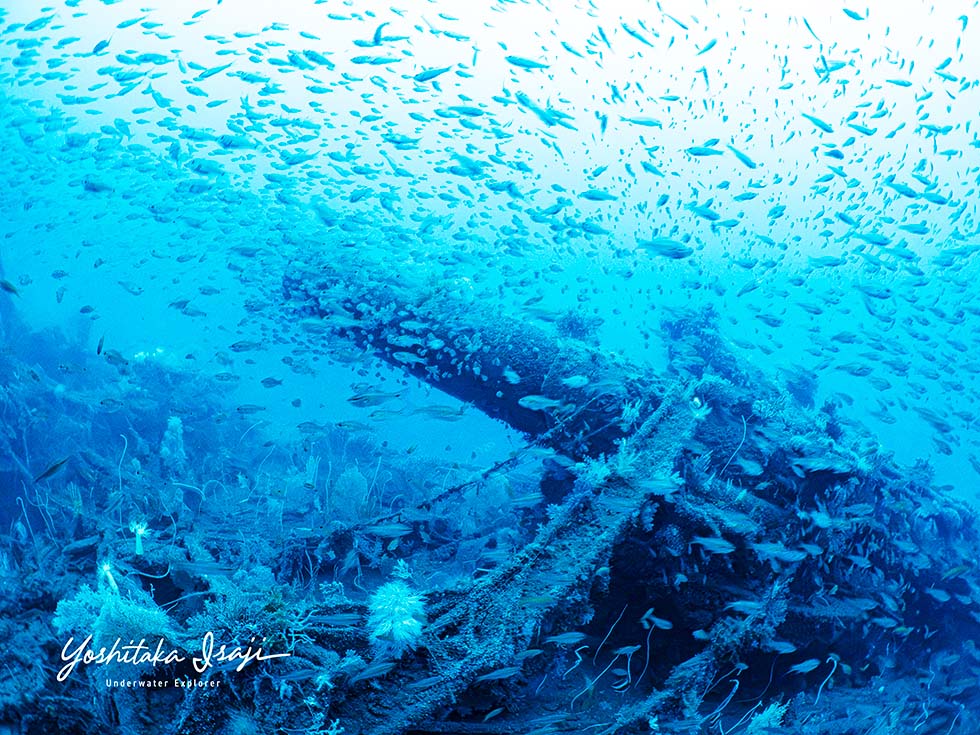 Now a fish reef, nurturing life